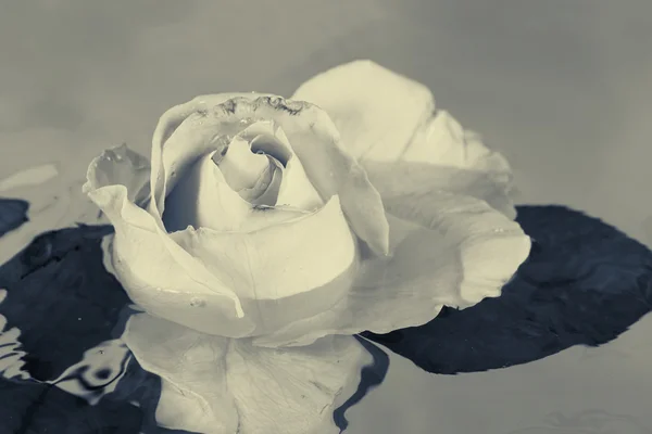 Fleur rose noire et blanche avec de l'eau — Photo