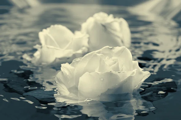 Fekete-fehér Rózsa virág víz — Stock Fotó