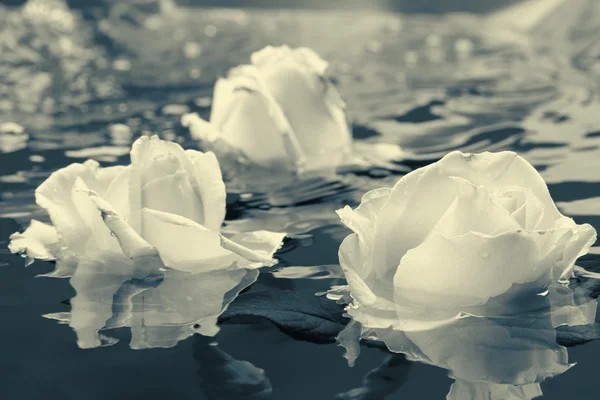 Fleur rose noire et blanche avec de l'eau — Photo