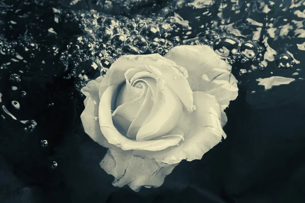 Siyah ve beyaz gül çiçek su ile