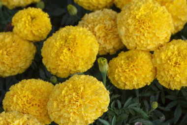 sarı Kasımpatı portre