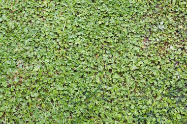 Güzel yeşil çimen dokusu