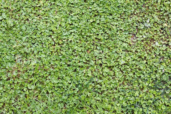 Vacker grön gräs konsistens — Stockfoto
