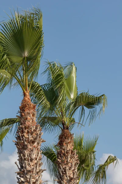 Palmier sur le ciel — Photo