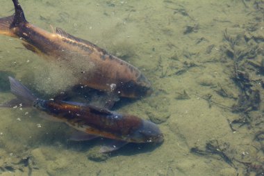 Çamurlu dipleri ile havuzda balık