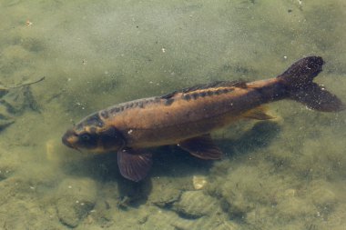 Çamurlu dipleri ile havuzda balık