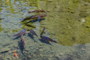 Çamurlu dipleri ile havuzda balık