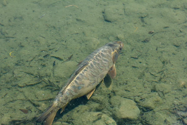 Çamurlu dipleri ile havuzda balık