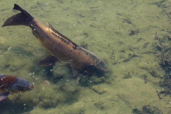 Çamurlu dipleri ile havuzda balık