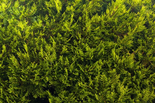Green Bush Texture. — Stock Photo, Image