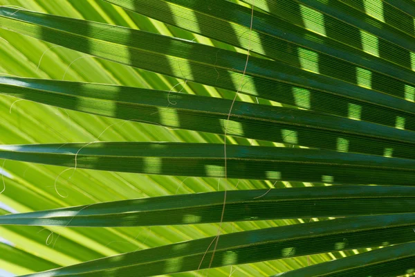 Image abstraite de la feuille de palmier vert . — Photo