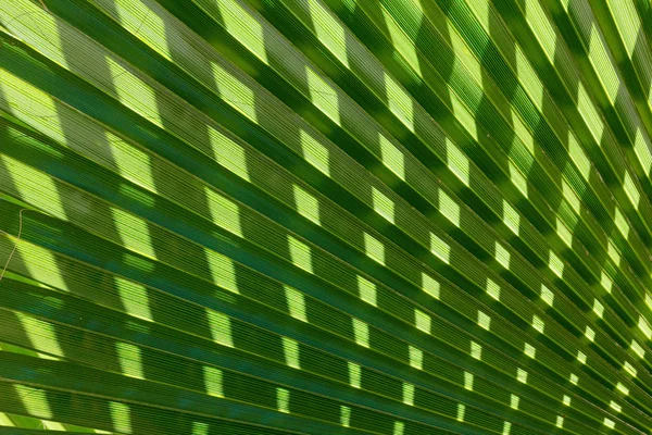 Abstraktes Bild des grünen Palmblattes. — Stockfoto