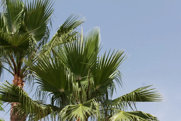 Palmier sur le ciel — Photo