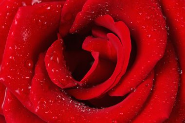 Damla ile kırmızı gül yaprağı