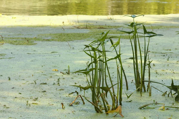 Weeds and reeds pond, lake or river — Stock Photo, Image