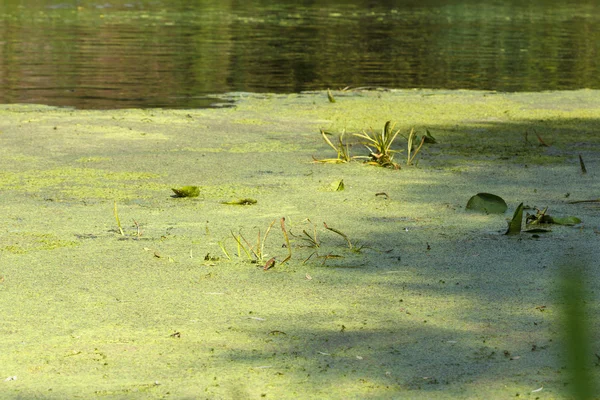 Unkraut und Schilf Teich, See oder Fluss — Stockfoto