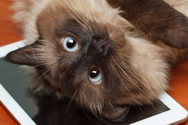 Gatto balinese sdraiato sulla compressa — Foto Stock