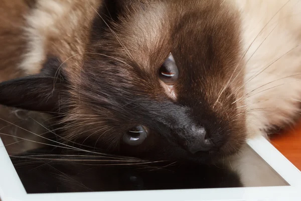 Balinese kat met blauwe ogen afspelen op de tablet — Stockfoto