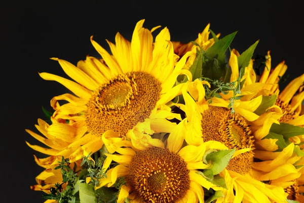 Nahaufnahme von Sonnenblumen — Stockfoto