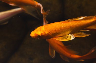 Renkli süs balığı Japon koi sazan