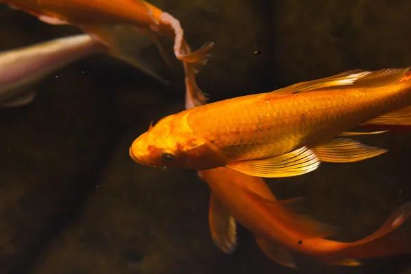 Renkli süs balığı Japon koi sazan — Stok fotoğraf
