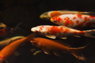 Renkli süs balığı Japon koi sazan