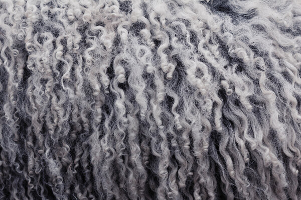 Овечий мех текстуры. Макро.