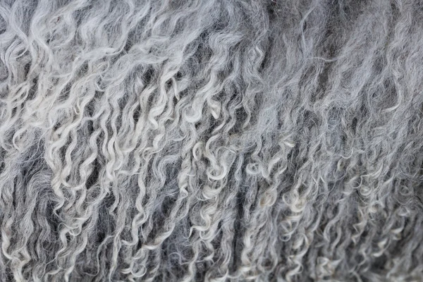 Textura de piel de oveja. Macro. —  Fotos de Stock