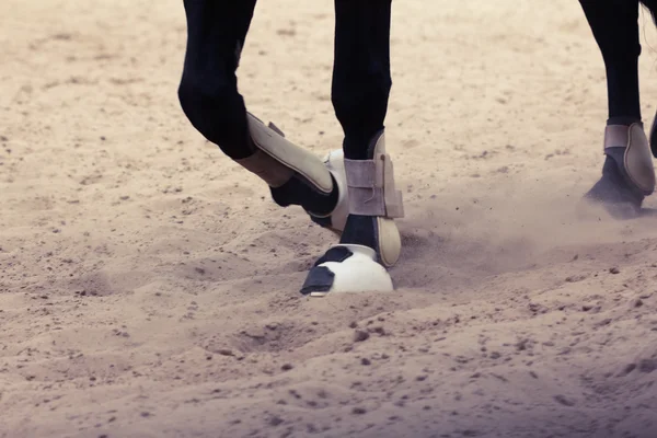 Cavalo está correndo rápido com a poeira dos cascos — Fotografia de Stock