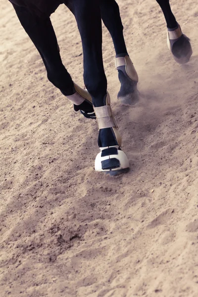 Le cheval court vite avec la poussière des sabots — Photo