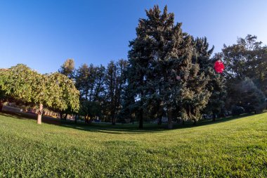 Park yeşili doğa ağacı. Yeşillik