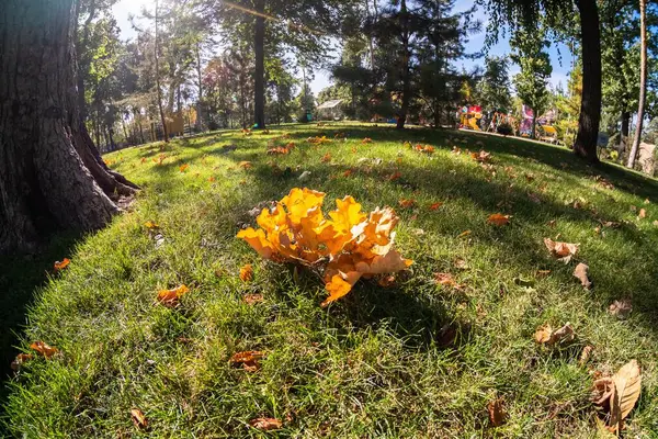 Orange Autumn Fall Season Yellow Seasonal Beautiful — Stock Photo, Image