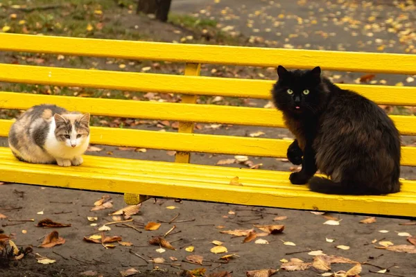 Cute Pet Cat Animal Autumn Background — Stock Photo, Image