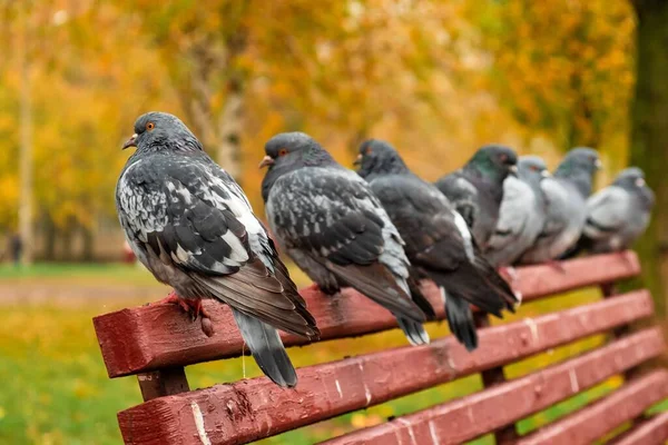 Bonito Parque Pegeon Animais Pomba Cinzento Pássaro — Fotografia de Stock