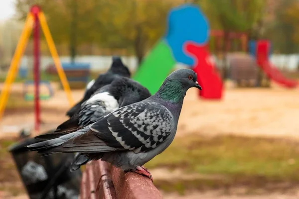 아름다운 비둘기 비둘기 비둘기 비둘기 아름다운 — 스톡 사진
