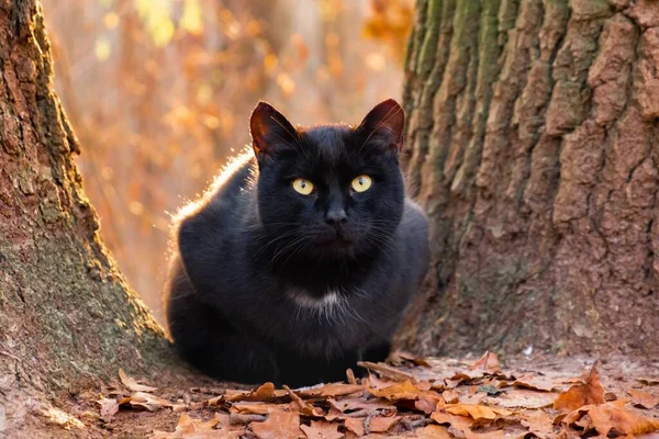 Schattig Huisdier Kat Dier Herfst Witte Katachtige — Stockfoto