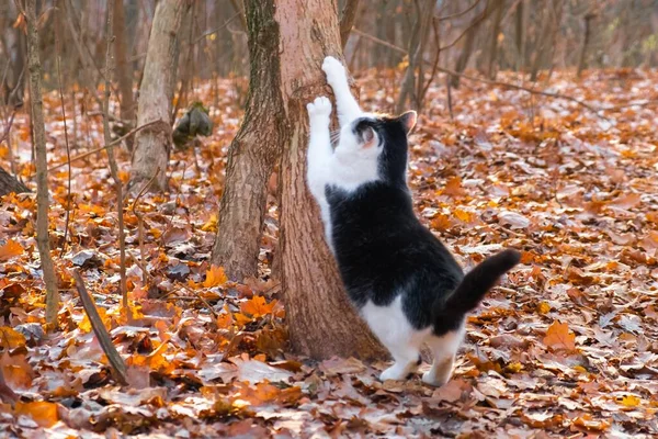 Bonito Animal Estimação Animal Outono Pêlo Gatinho — Fotografia de Stock