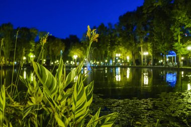 Parktaki gölette büyük bir diken lotus.