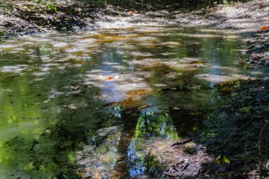 Bataklık bölgesinde esrarengiz sabah vaktidir..