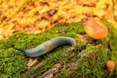 Yavaş salyangoz, bahçede hayvan, yakından yumuşakça ve mantar. arkaplan