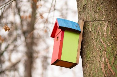 Kuş yuvası kuş yuvası bahçe pınarı. yaz küçük