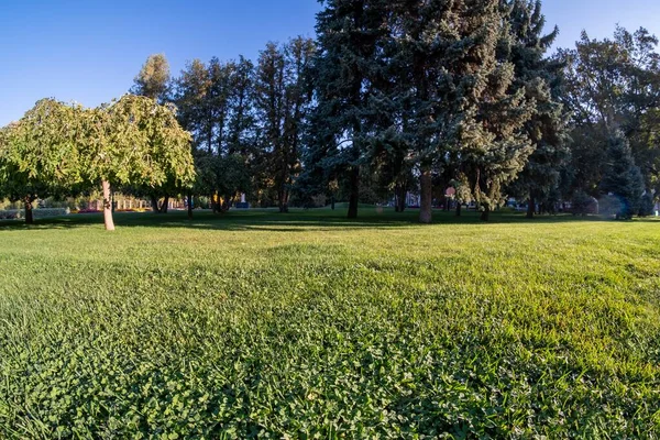 Parc Herbe Vert Arbre Nature Paysage Été Bois Luxuriant — Photo