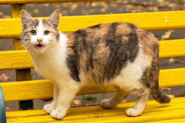 Cute Pet Cat Animal Autumn Nature Outdoor Funny Feline — Stock Photo, Image