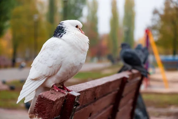 아름다운 비둘기 비둘기 비둘기들 야외에 있습니다 — 스톡 사진