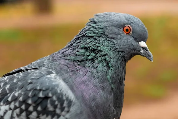 Schöne Taube Tier Taubenpark Freien Sitzen Schönheitsvogel — Stockfoto