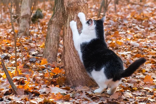 야외에서는 고양이 동물의 가을에 귀여운 — 스톡 사진