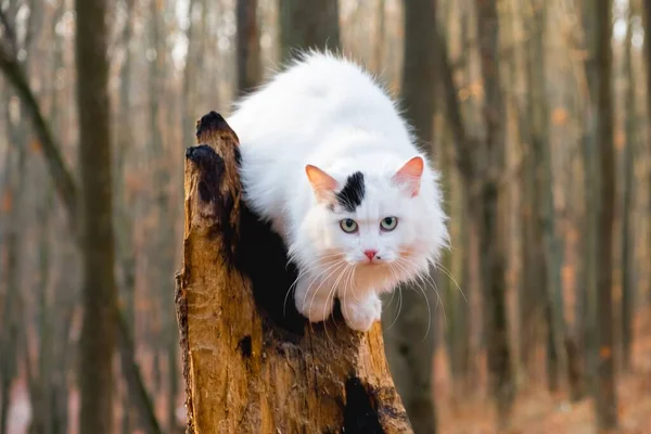 Söt Sällskapsdjur Katt Höst Natur Utomhus Lustig Katt — Stockfoto