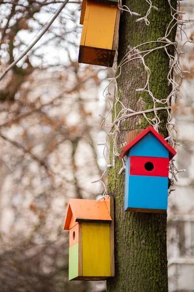 Vogelhuis Nest Vogelhuis Gat Tuin Lente Niemand Klein — Stockfoto