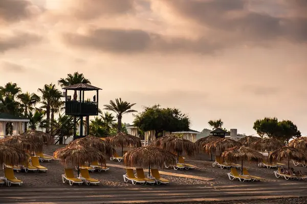Tropik Palmiye Ağacı Yaz Günbatımı Seyahat Eden Doğa Güneşi — Stok fotoğraf