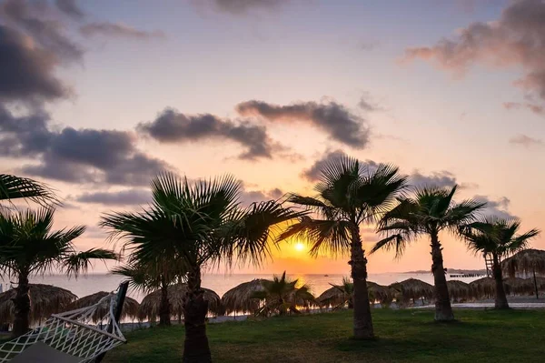 Tropik Palmiye Ağacı Yaz Günbatımı Arka Plan Rahatla — Stok fotoğraf